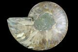 Agatized Ammonite Fossil (Half) - Madagascar #125069-1